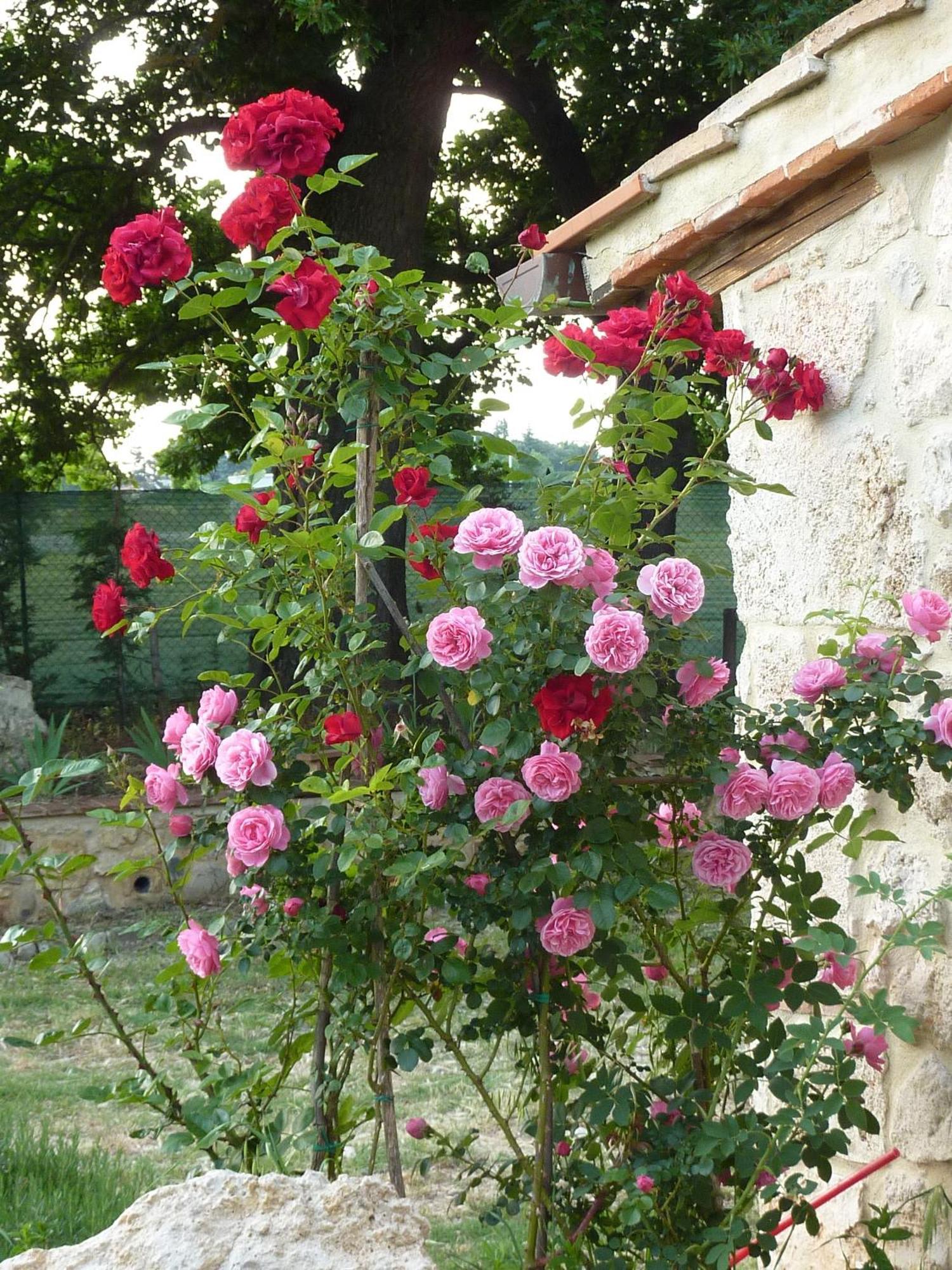 Agriturismo La Segolina Colle Val D'Elsa Exteriör bild
